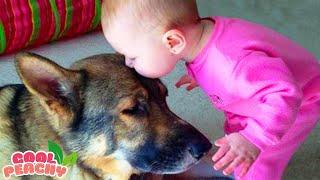 Memorable Moments When Babies and Dogs Grow Up Together || Cool Peachy 