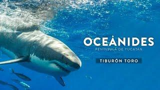 Oceánides | Tiburón Toro