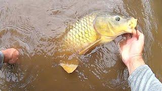 Shallow Water Battle Zone!!! Action Packed Carp Fishing Adventure