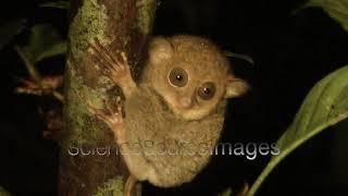 Western Tarsier, Malaysia