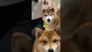 从柴犬的名字可以判断主人的年龄#柴犬 #萌宠出道计划 #赤柴 #养宠 #养狗人