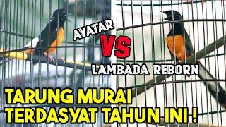 Avatar vs Lambada Reborn ‼️ Tarung Satu Panggung Murai Batu Top 1 Dunia.. 