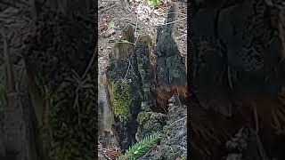 Чёрный, сероглазый заяц присел на пенёк перед рыжей, кареглазой Кикиморой.