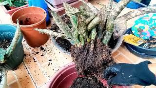 #543 How to Propagate Sansevieria kirkii coppertone? Dividing pups.. Succulent Davao