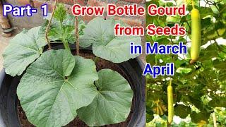 How to grow Bottle gourd from seeds in pots at home / Bottle gourd grow from seeds / Bottle gourd