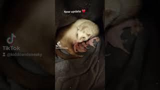 we just got new family from sneaky ️#love#sneaky #ferret#youtubeshort ##birth #kits