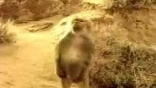 070129-sweet-monkey-catapult-video.flv