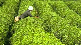 Chinese Music - Picking Tea Leaves 采茶