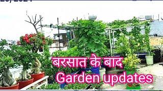 Terrace garden overview after rainy season