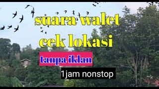 SUARA WALET CEKLOK respon cepat tanpa iklan 1