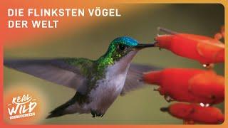 Kolibris: Die größten Flugkünstler | Doku | Real Wild Deutschland