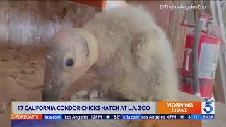 17 California condor chicks hatch at L.A. Zoo