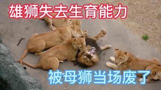 #动物世界 #自然传奇 #大自然 #動物 #動物故事 #野生動物 #動物反殺 #万物有光