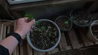 FAILURES in the garden!