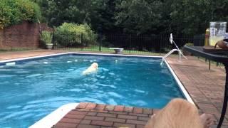 Sally fetches in the pool