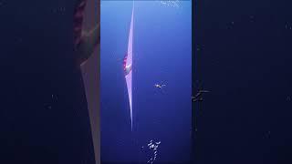 Thalassophobia #1: Mysterious world under the ocean | #shorts #creature #mysterious