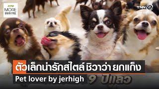 ตัวเล็กน่ารักสไตล์ชิวาว่าแบบยกแก๊ง⎜Pet Lover by Jerhigh⎜30.01.65