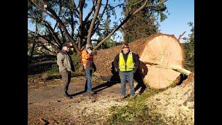 World's Biggest Christmas Tree