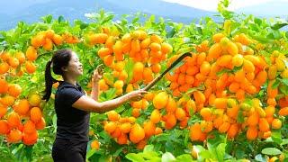 Harvest  Kumquat Goes To Market Sell | Gardening And Cooking | Lý Song Ca