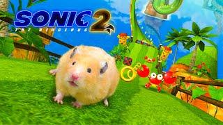 Sonic the Hedgehog 2: Hamster hunts for Chaos Emeralds  in Hamster Stories  Hamsterious