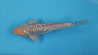 NEW TO THE ELITE KOI WEBSITE - EK4946  - Doitsu Soragoi - 37cm - Nisai - Maruhiro