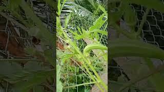 Green okras 07.12: enjoy rural life, gardening & nature #rurallife #nature #gardening