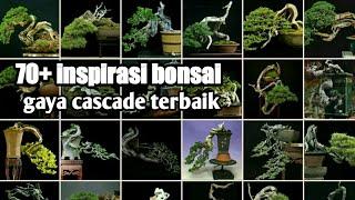 70+ inspirasi bonsai gaya cascade Terbaik.. @emilbonsai