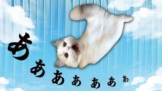 【悲報】猫が落下しました…【関西弁でしゃべる猫】 【猫アテレコ】