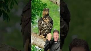 The African Crowned Eagle is TERRIFYING