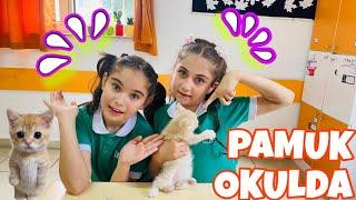 İPEK GİZLİCE KEDİSİNİ OKULA GETİRDİ…!!! #keşfet #kedi #kedivideoları