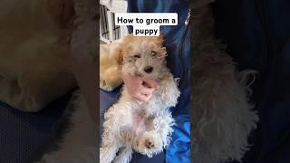 Popcorn the mini doodle puppy had his first groom! How to groom a puppy.