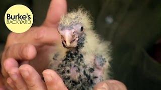 Burke's Backyard, Baby Black Cockatoo