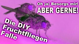 Die Fruchtfliegen Falle - Diy - German / deutsch