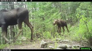 Panicked moose calf searches for mom (August 2020)