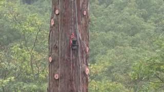 Démontage d'un séquoia géant - FTC Tree