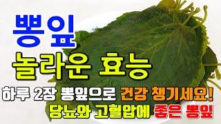 뽕잎의 놀라운 효능 8가지 & 부작용 / 당뇨, 고혈압 관리, 뽕잎 하루 3장으로 경험하세요