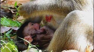 Newborn baby monkey Janet hungry get milk a lot, Mom Jane give warm milk for baby.