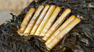 Coastal foraging. Hunting for Razor Clams on the beautiful Cornish Coastline. Catch and cook