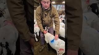 Did you know this is how we choose which lambs are ready for slaughter? #farm #farming #meat #farmer