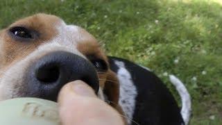 How to Train a Lazy Dog to Fetch (Treeing Walker Coonhound)