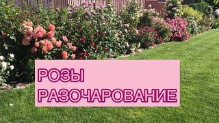 Розы | которые больше не посажу в свой сад 🪴