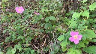 看到这种野花千万不要错过，把它采回来简单加工一下太好吃了！