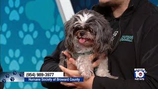 Meet a pet up for adoption at the Humane Society of Broward County