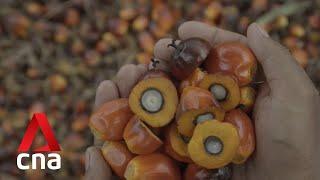 Indonesia bans palm oil exports