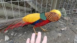 Red golden pheasant