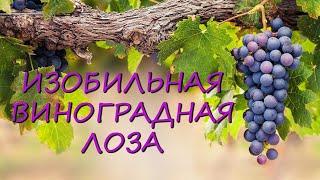 Христианские песни | Изобильная виноградная лоза