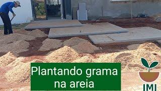 veja como é eficiente planta Gama na areia nesse vídeo você verá os pontos positivos e negativos