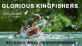 Photographing Kingfishers: A day to relax