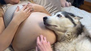 From Husky Protecting My Baby Before She Is Born, To Baby Protecting My Husky Is Pure Love!.