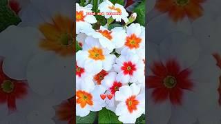 Flower status | white flowers | song | #youtubeshorts #youtubefeed #ytview #ytshorts #shorts